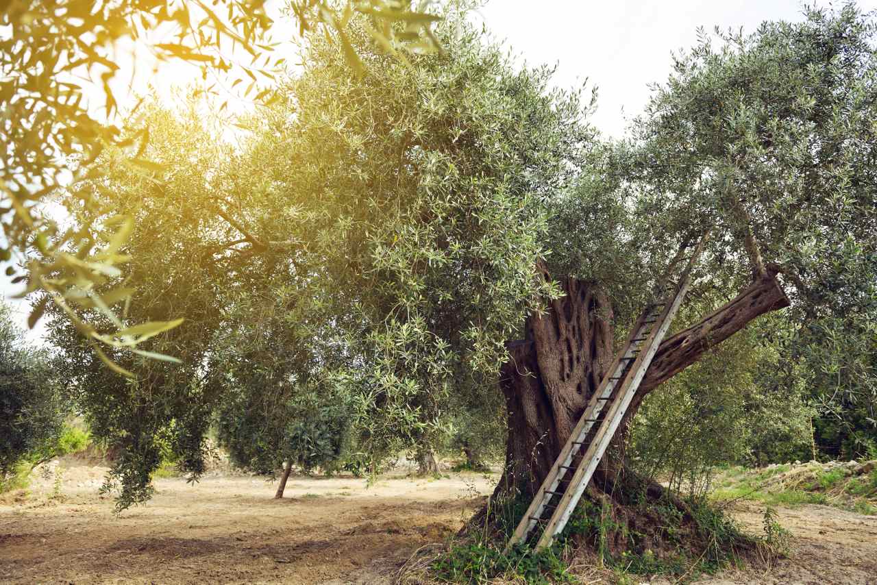 Olive tree garden. Mediterranean olive plantation ready for harvest